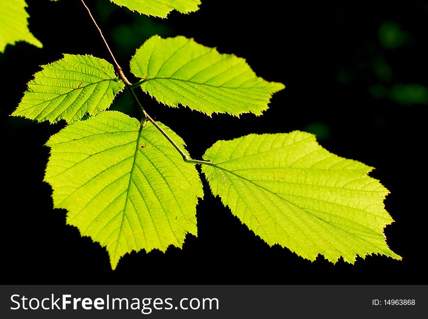 Leaves illuminated by the sun of the morning