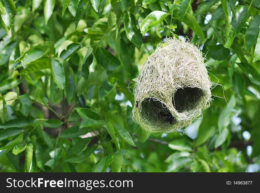 Ricebird's nest found in nature.