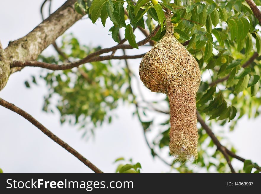 Ricebird's nest found in nature.