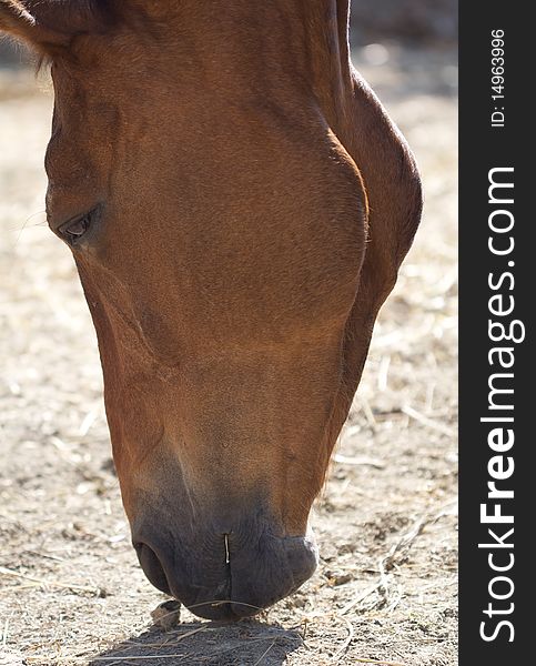 Close up of horse's muzzle.