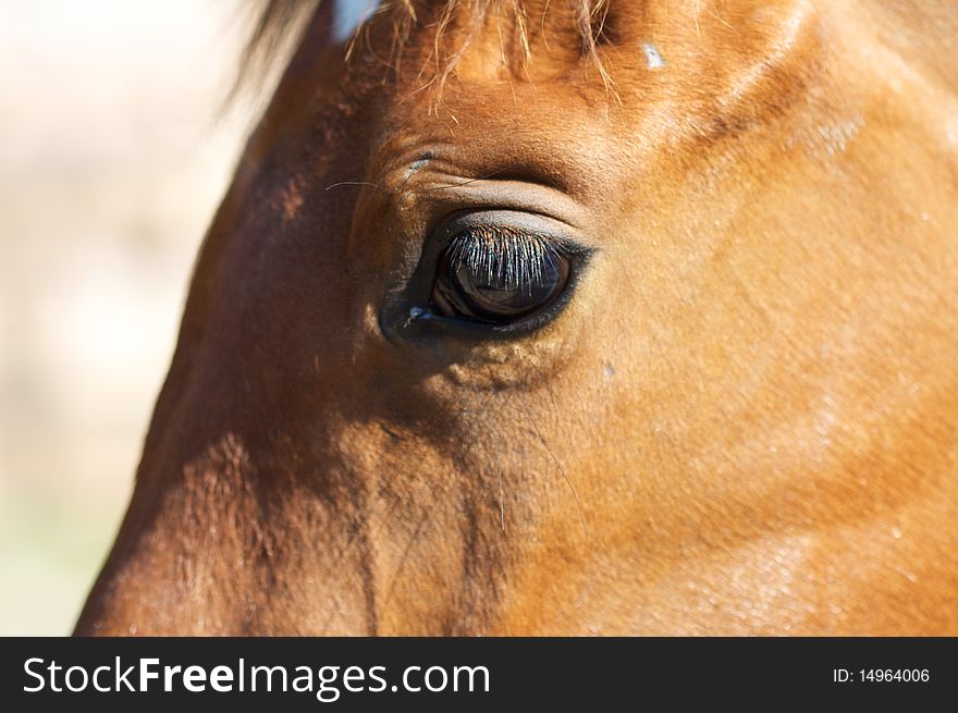 Bay horse, detail of an eye. Bay horse, detail of an eye.