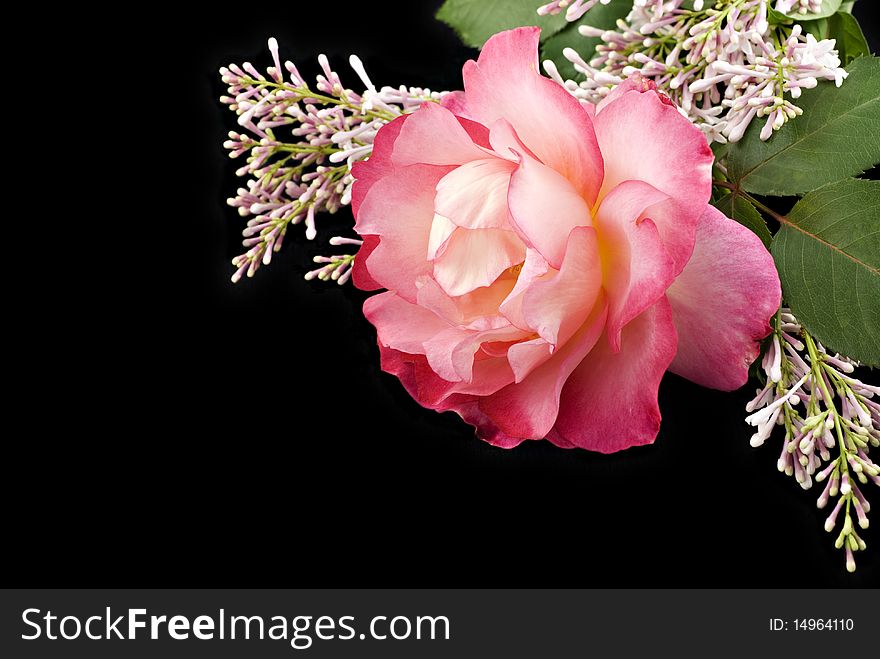 A beautiful home grown pink rose with lilac on a black background with copy space. A beautiful home grown pink rose with lilac on a black background with copy space