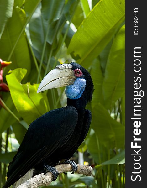 Indonesian bird looks like toukan