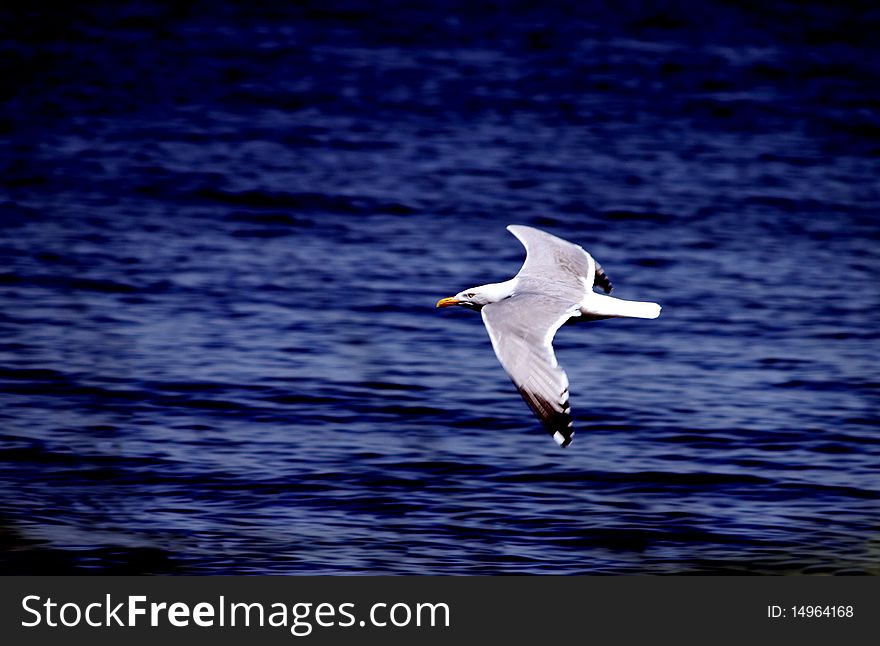 Sea gull flying isolated over water. Sea gull flying isolated over water