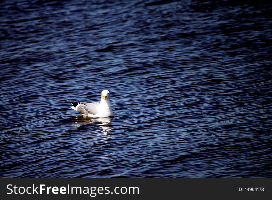 Seagull Floating Water Background