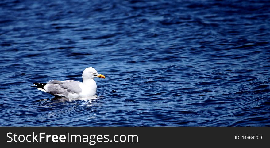 Sea gull floating in the ocean with copy space. Sea gull floating in the ocean with copy space