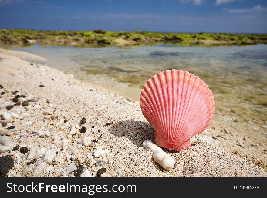 A pink shellfish on the beach