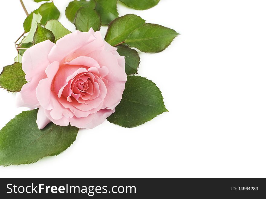 A beautiful pink rose on a white background