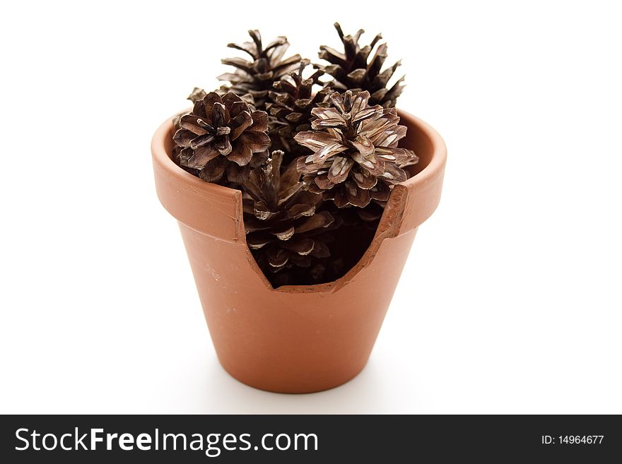 Fir cone in the flowerpot