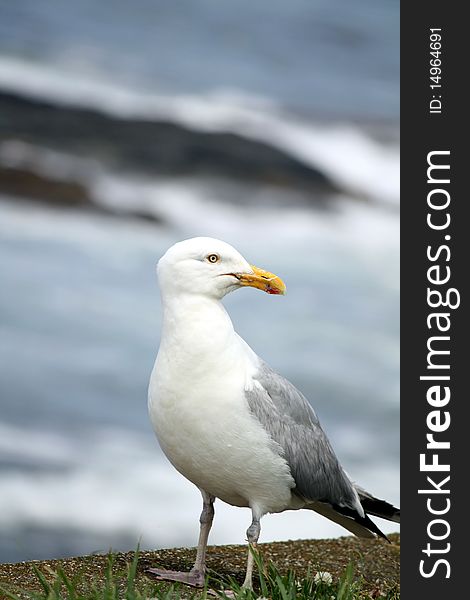 Closeup of a sea gull with water in background. Closeup of a sea gull with water in background