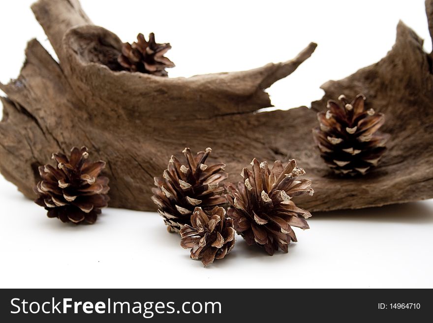 Fir cone with root onto white background