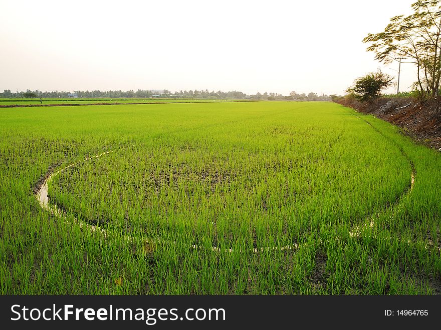 Rice filed at Nonthaburi Thailand