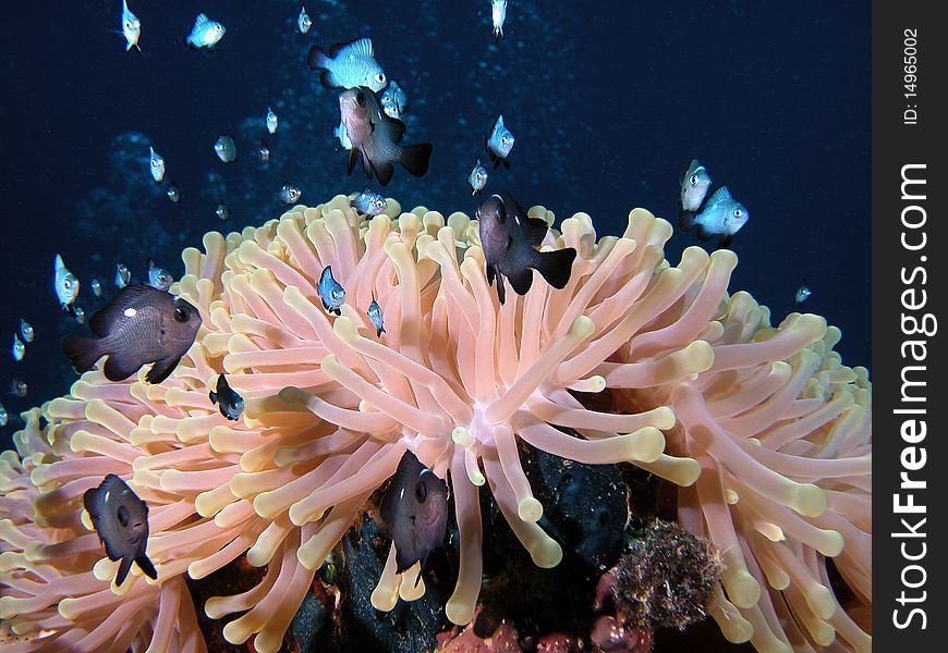 Underwater view of little clownfishes (Amphiprion ocellaris) near sea anemone. Underwater view of little clownfishes (Amphiprion ocellaris) near sea anemone