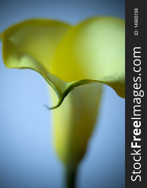 Close up of a yellow calla isolated on white