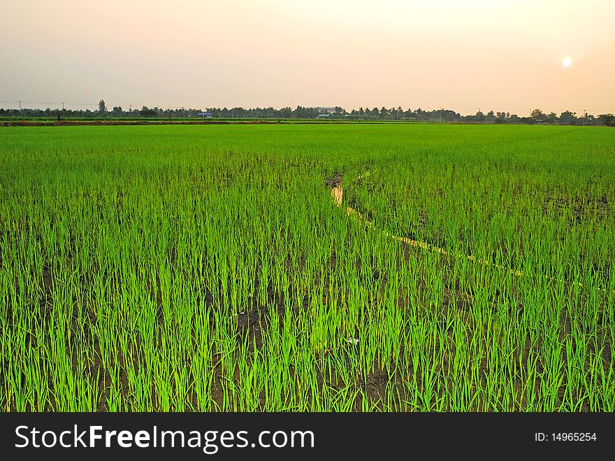 Rice filed at Nonthaburi Thailand