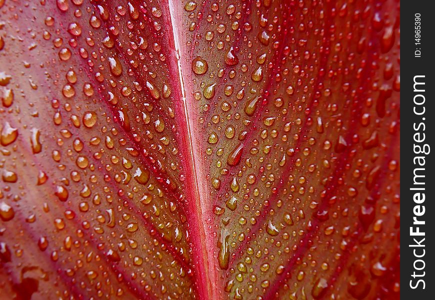 Water drops on red leaf