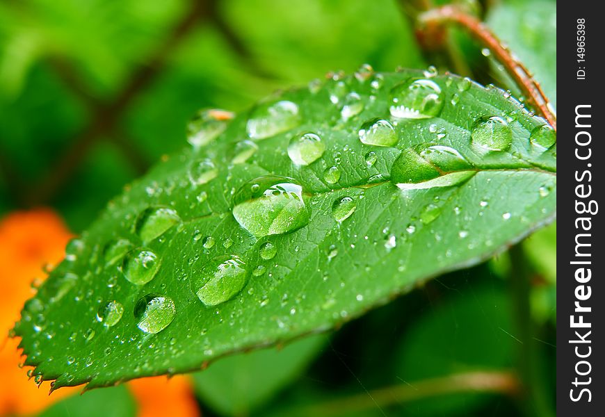 Detail of water drops on a leaf