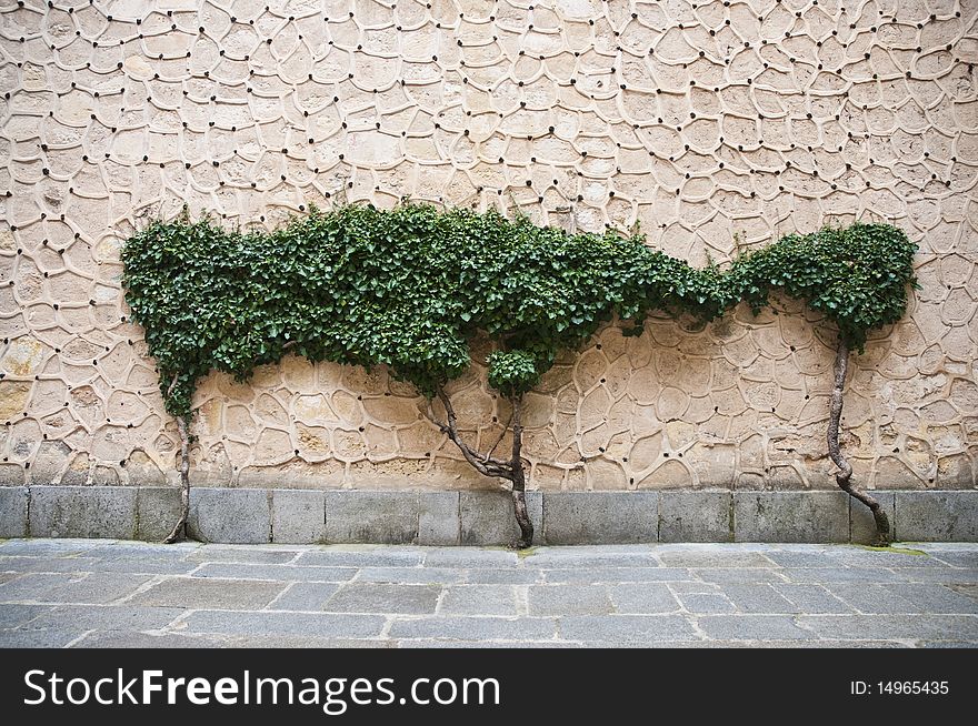 Wall Tree