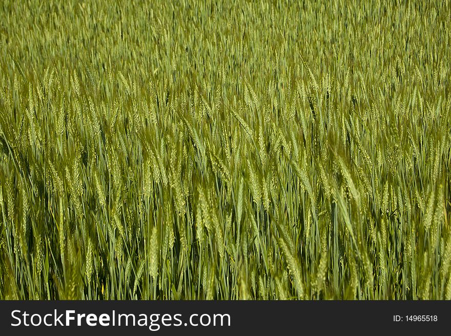 Shot of a field of green grain