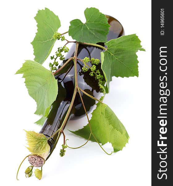 Bottle of wine in the vine on a white background