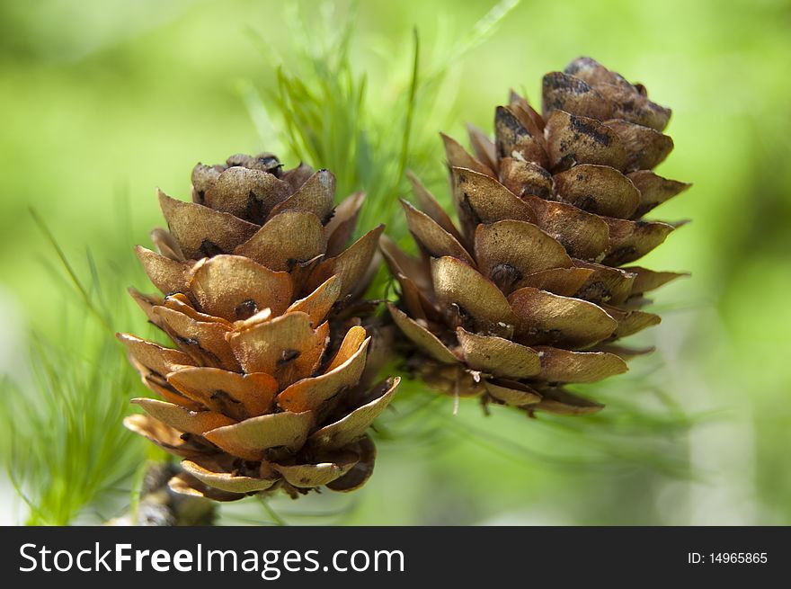 Two pines on a pine tree in the forest