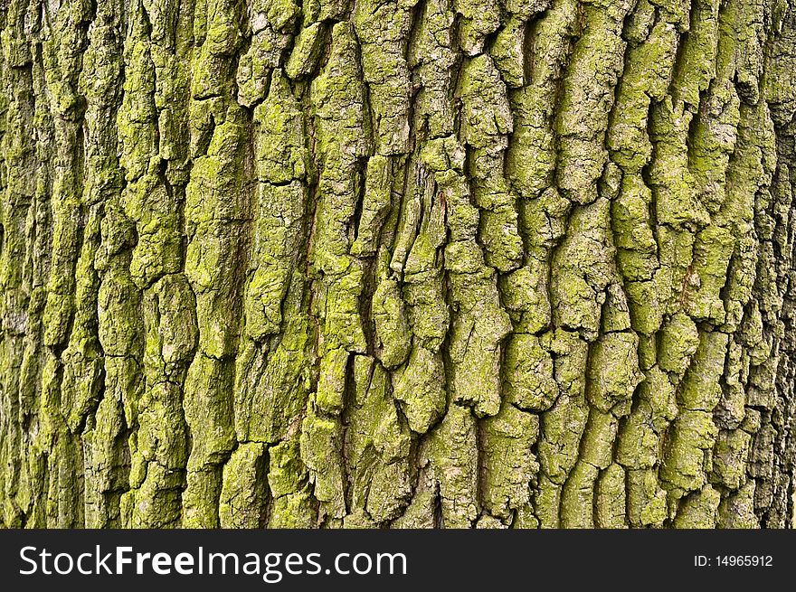 Graphic texture of tree bark