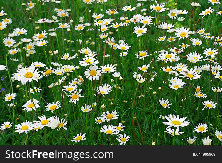 Daisywheels amongst green herb on field. Daisywheels amongst green herb on field