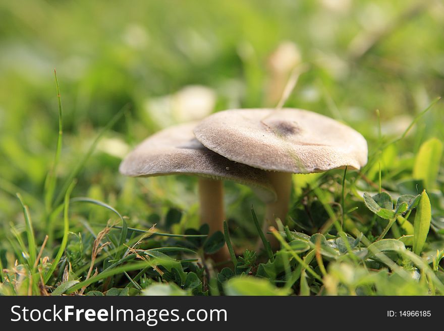 A couple of mushrooms in the field