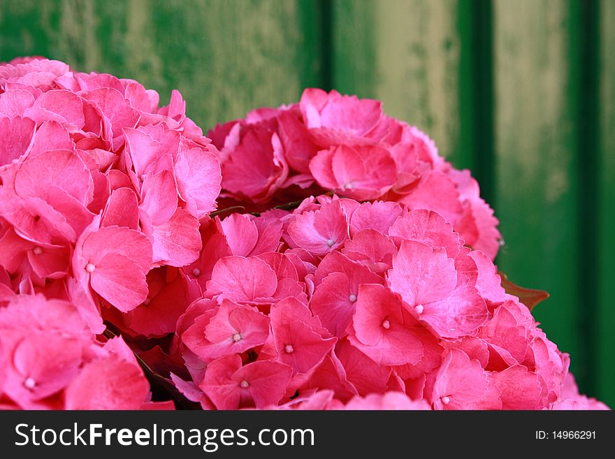 Pink Hydrangea in green background