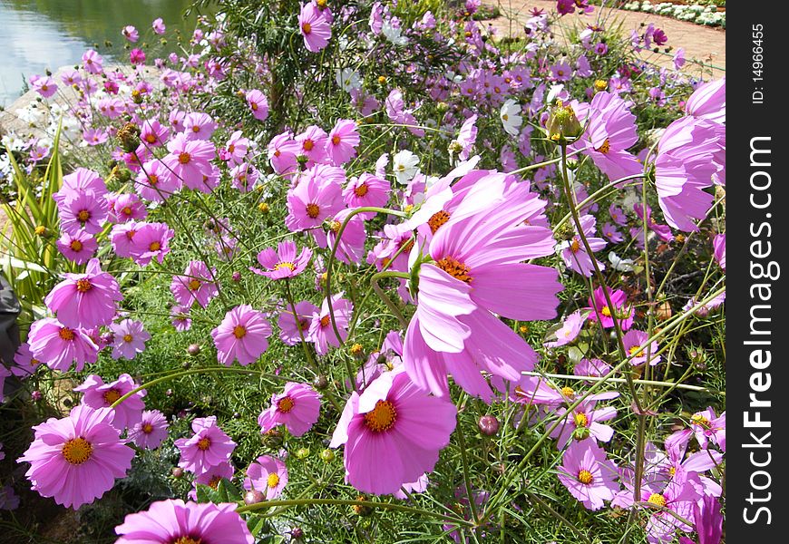 Cosmos flower Showing their bright colour  in botanical garden, northern of Thailand. Cosmos flower Showing their bright colour  in botanical garden, northern of Thailand