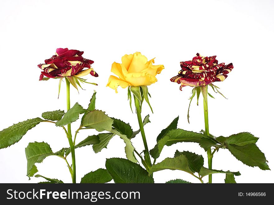 Red and yellow roses with green leaves on the white background. Red and yellow roses with green leaves on the white background