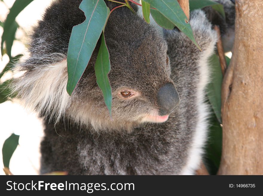 Close-up of a Koala in a tree in a wildlife sanctuary in Australia.