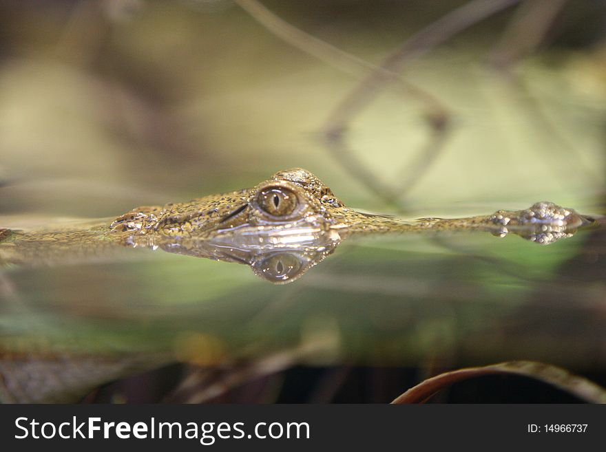 Close-up of a baby crocodileswimming in a wildlife sanctuary in Australia.