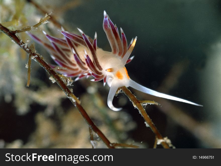 Cratena Pelegrinahas has white body and tentacles almost violet. Cratena Pelegrinahas has white body and tentacles almost violet