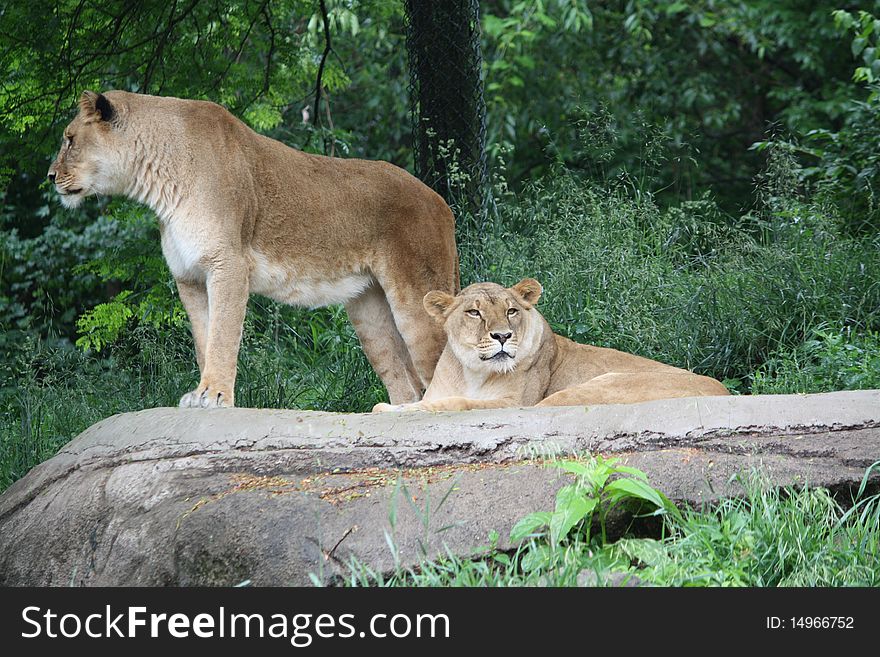 Two lions sunning on a rock