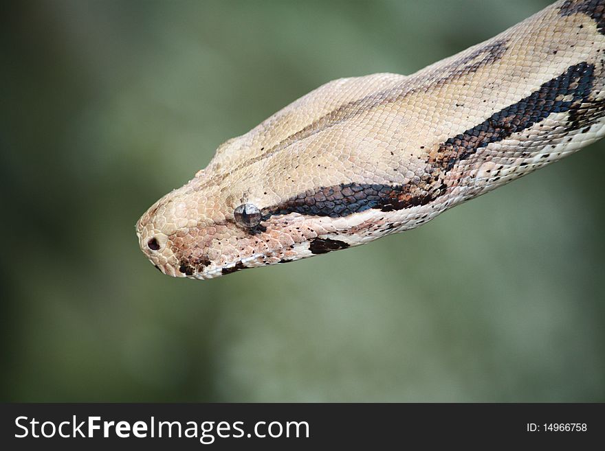 Close-up shot of a boa constrictor snake. Close-up shot of a boa constrictor snake