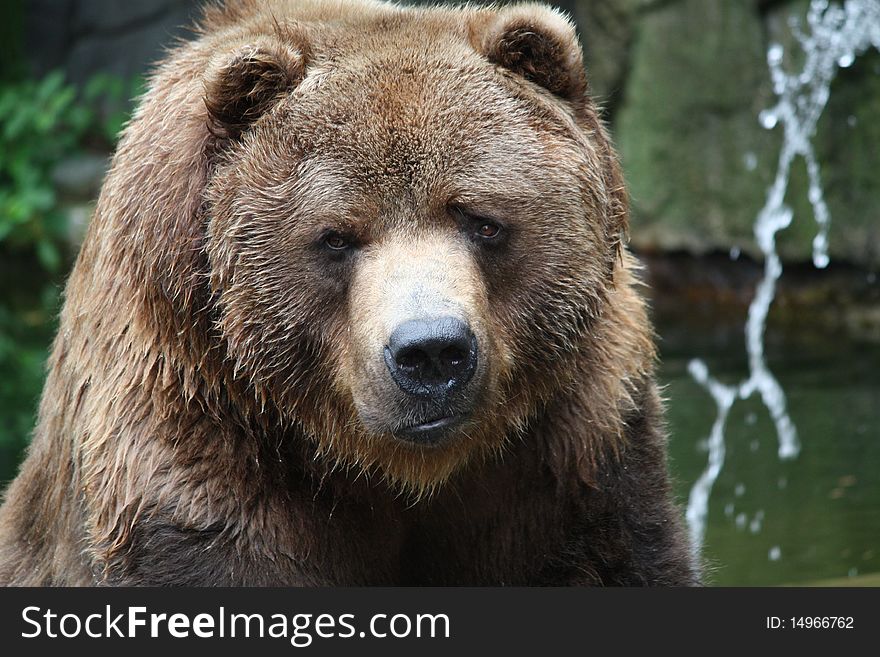 Close-up of a large Kodiak Brown Bear. Close-up of a large Kodiak Brown Bear