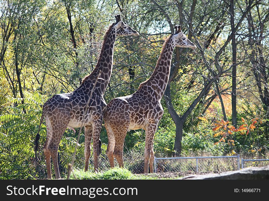 Nice photo of two Giraffes well hidden with the background