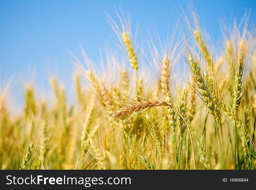 Ears Of Wheat