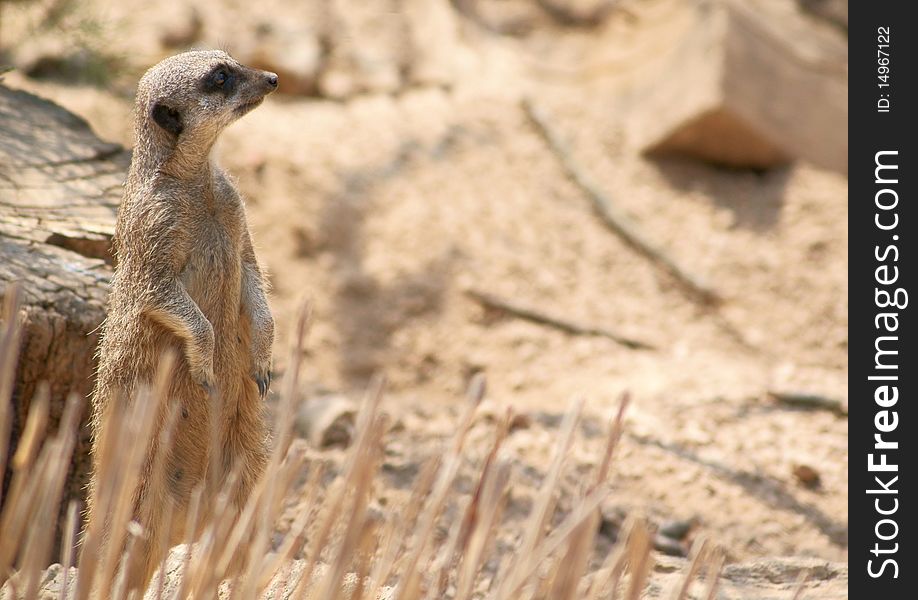 A meerkat standing up and keeping watch