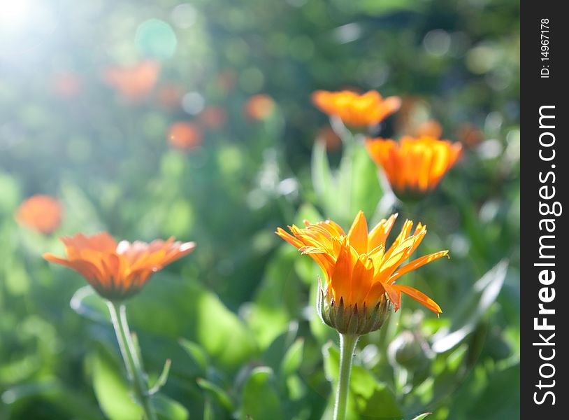 Flowers of Calendula early morning. Flowers of Calendula early morning