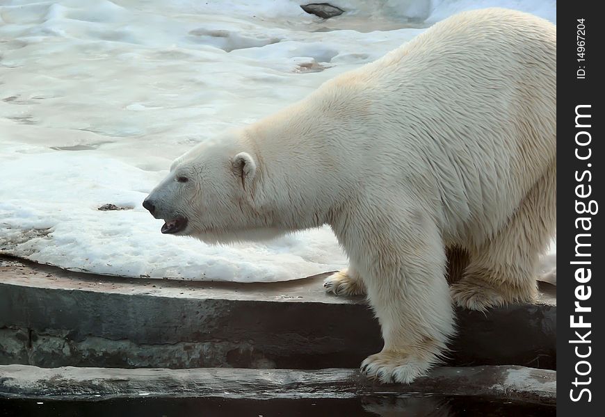 A polar bear going on snow in spring a zoo. Moscow. A polar bear going on snow in spring a zoo. Moscow.
