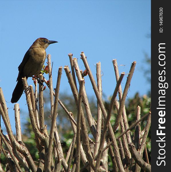 A small bird sitting in a tree. A small bird sitting in a tree