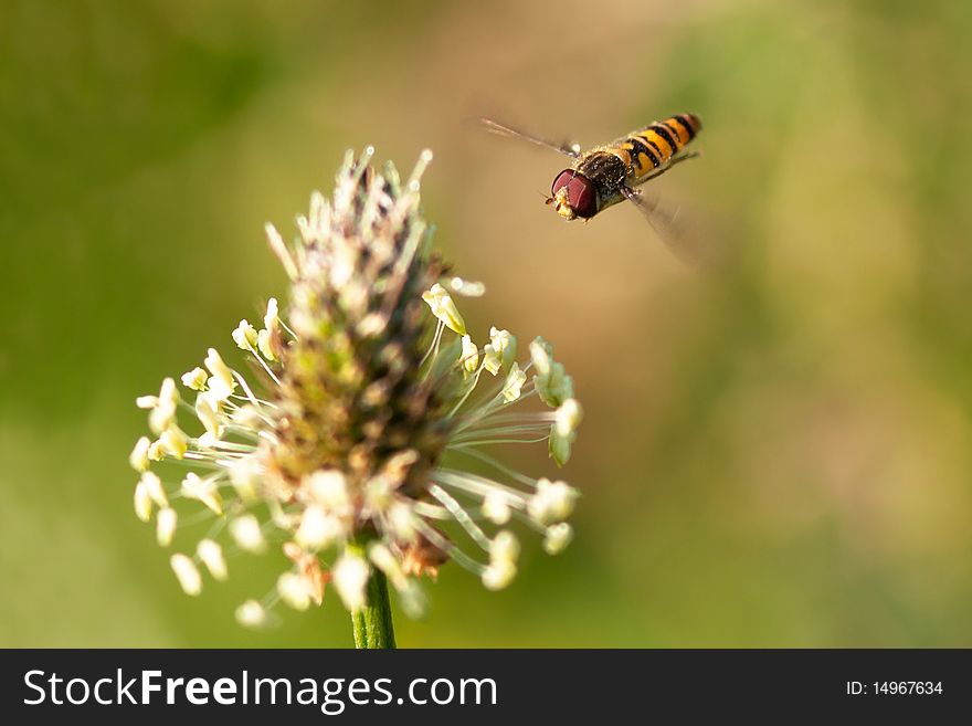 Hoverfly flying next to flower. Hoverfly flying next to flower