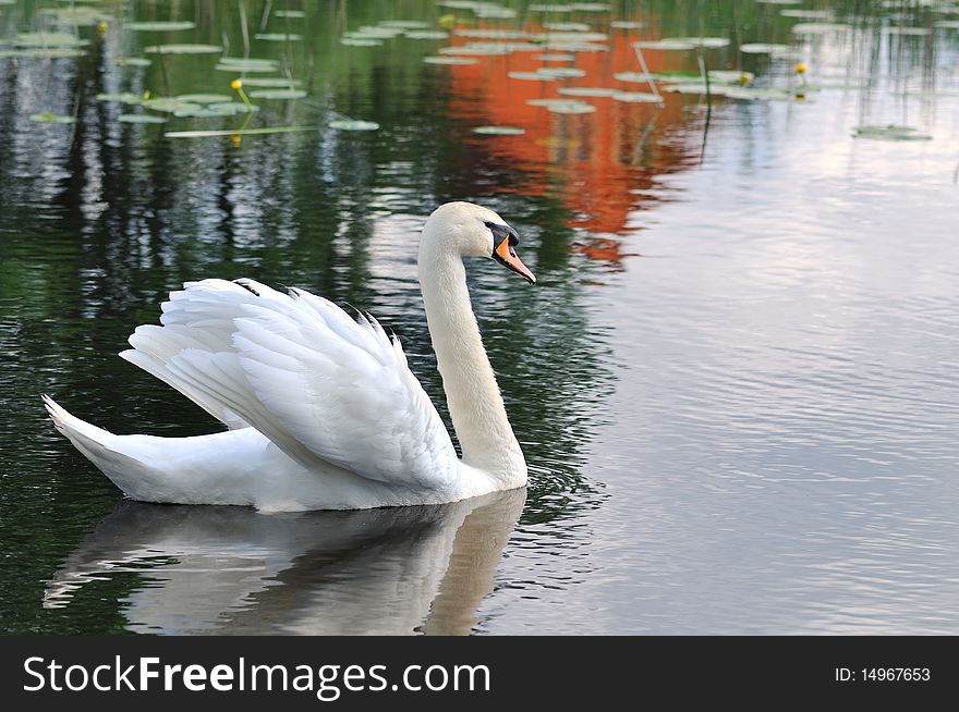Portrait of white swan on riwer