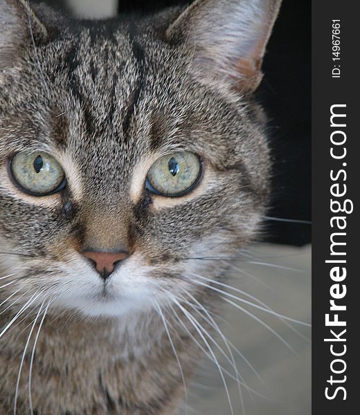 A close up of a gray tabby cat with green eyes. A close up of a gray tabby cat with green eyes