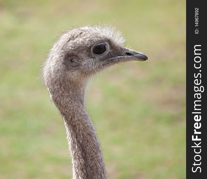 An African ostrich neck and head poking up. An African ostrich neck and head poking up