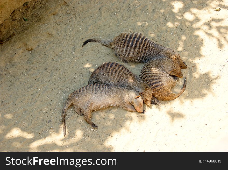 Banded mangooses taking an afternoon nap in the shadow