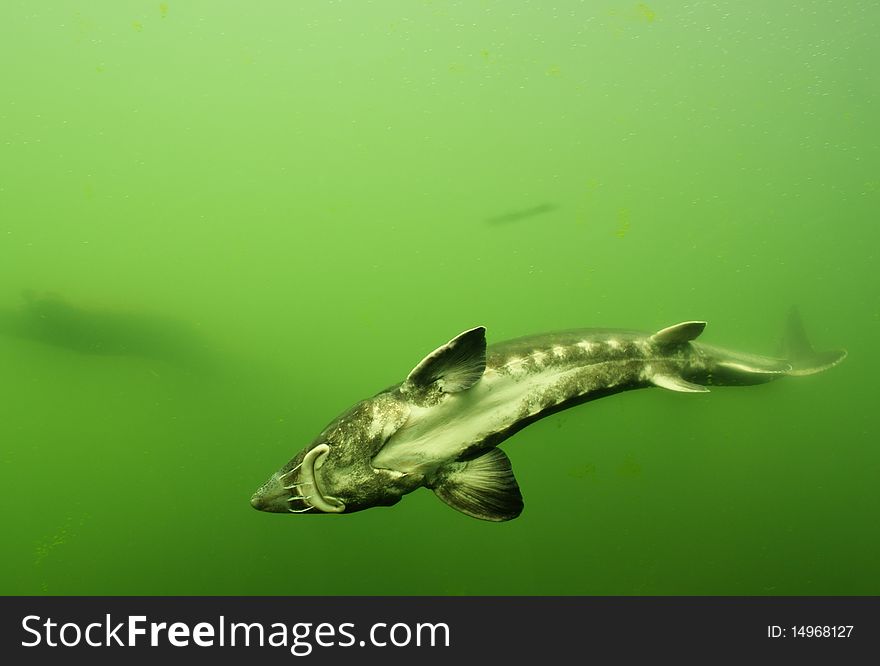 Beluga sturgeon in greenish water