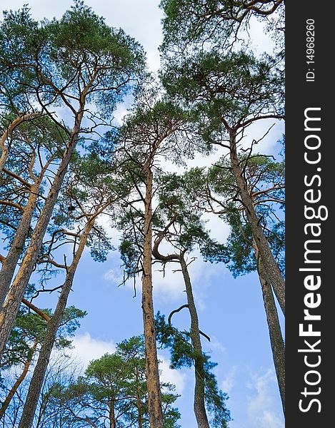 Vertical photo with pine trees on the sky background. Vertical photo with pine trees on the sky background.